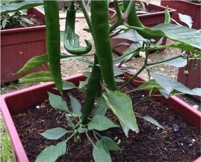 水培富硒蔬菜技术(蔬菜水培养技术)-硒宝网