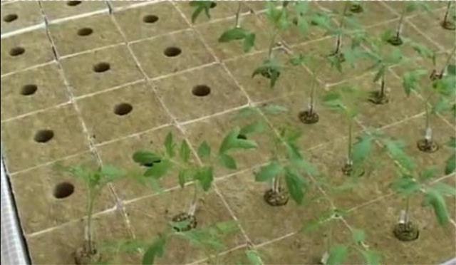 水培富硒蔬菜技术(蔬菜水培养技术)-硒宝网