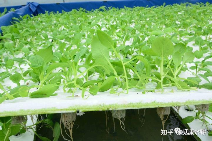 水培富硒蔬菜技术（什么是富养水培蔬菜）-硒宝网