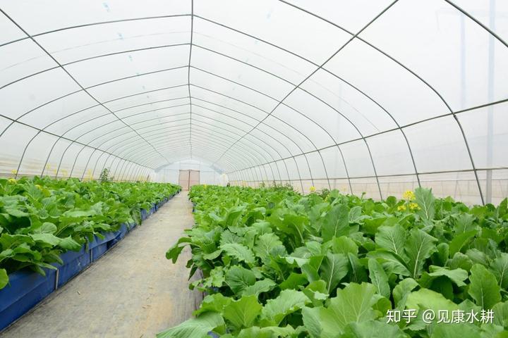 水培富硒蔬菜技术（什么是富养水培蔬菜）-硒宝网