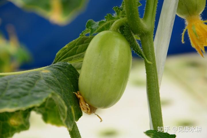 水培富硒蔬菜技术（什么是富养水培蔬菜）-硒宝网