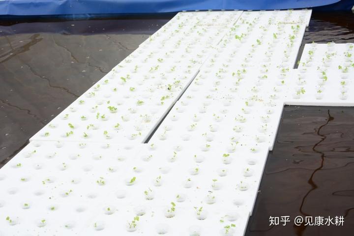 水培富硒蔬菜技术（什么是富养水培蔬菜）-硒宝网