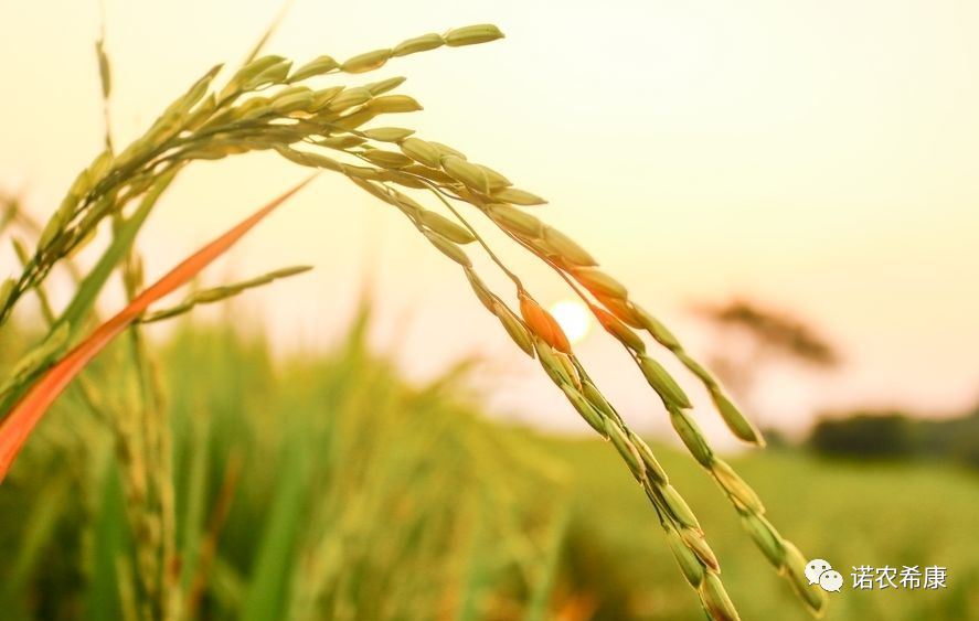 富硒蔬菜中硒含量（蔬菜含硒最多）-硒宝网