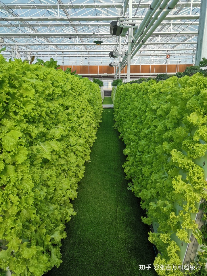 富硒  水培蔬菜（什么是富养水培蔬菜）-硒宝网