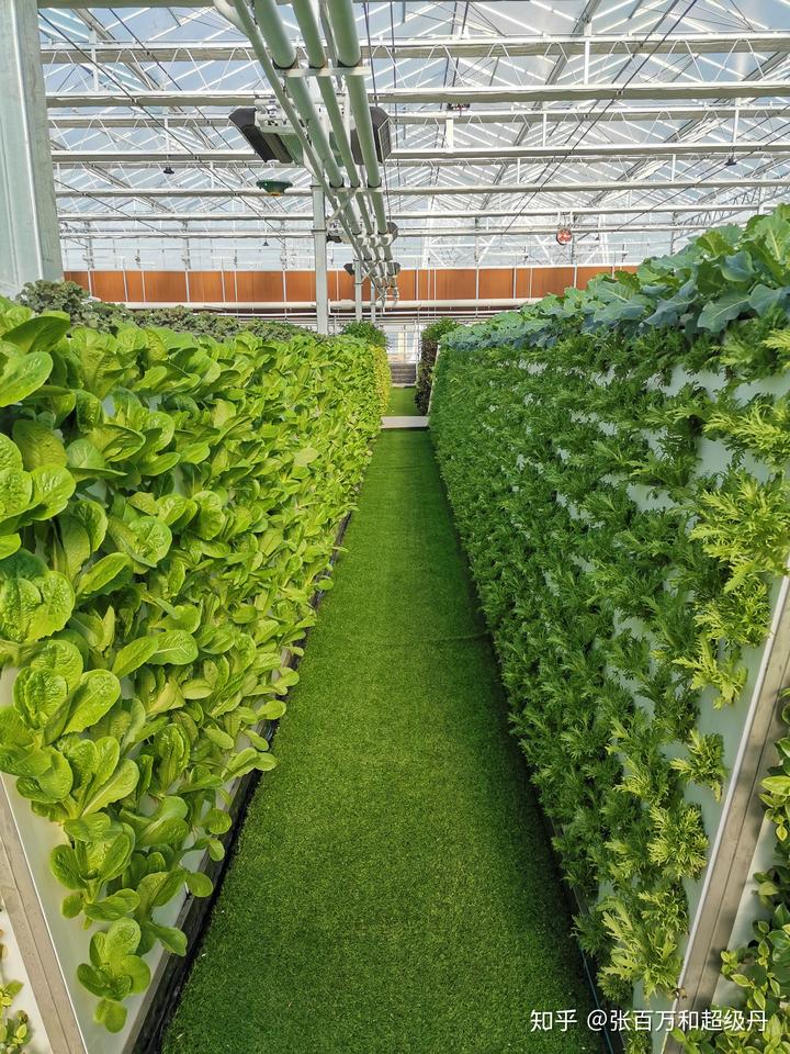 富硒  水培蔬菜（什么是富养水培蔬菜）-硒宝网