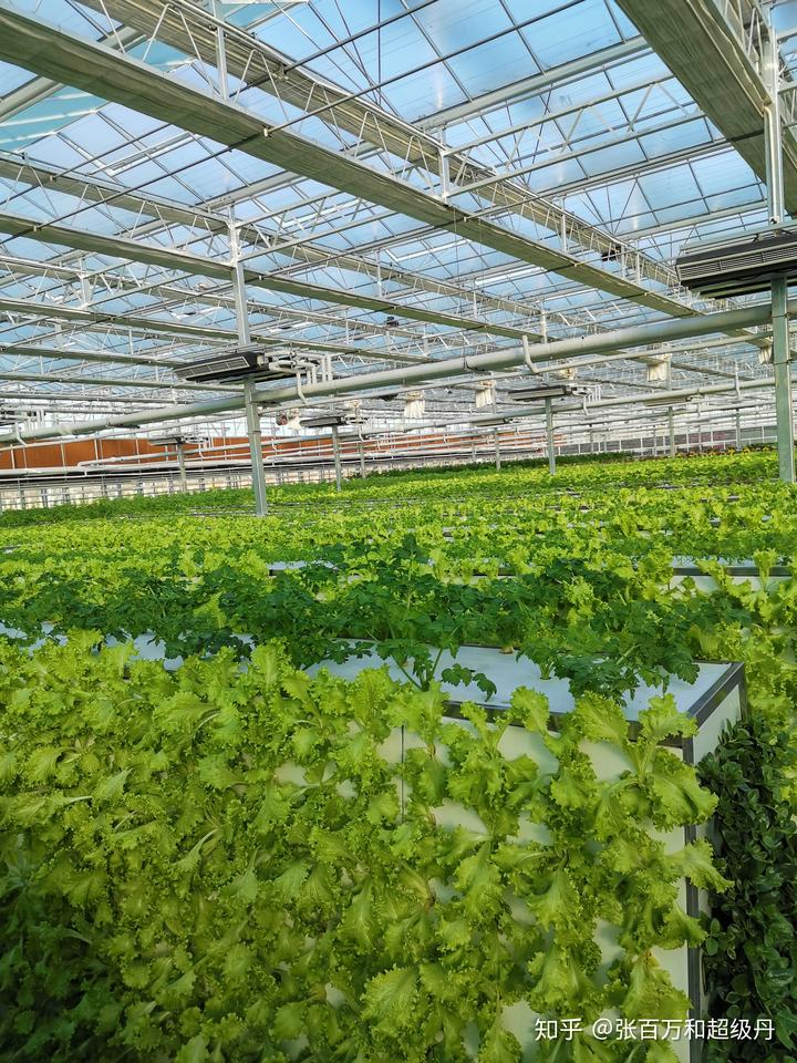 富硒  水培蔬菜（什么是富养水培蔬菜）-硒宝网