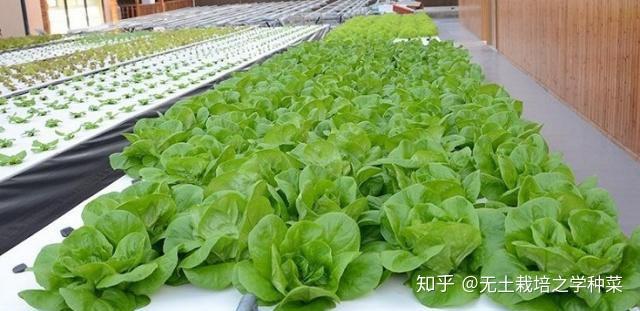 富硒 水培蔬菜(富硒蔬菜怎么种植)-硒宝网
