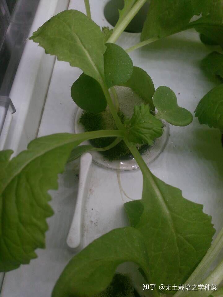 富硒 水培蔬菜(富硒蔬菜怎么种植)-硒宝网