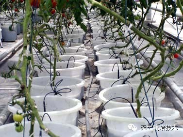 富硒绿色有机蔬菜（富硒绿色食品）-硒宝网