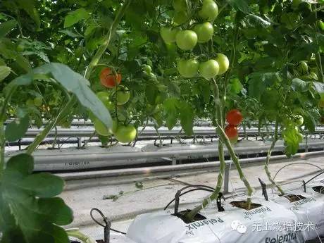 富硒绿色有机蔬菜（富硒绿色食品）-硒宝网