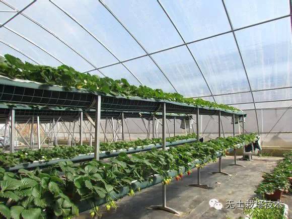 富硒绿色有机蔬菜（富硒绿色食品）-硒宝网