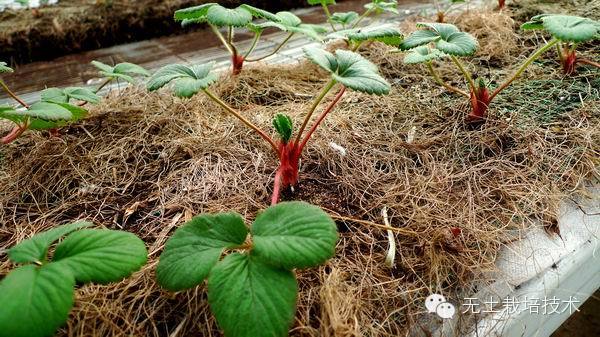 富硒绿色有机蔬菜（富硒绿色食品）-硒宝网