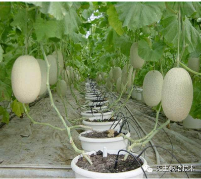 富硒绿色有机蔬菜（富硒绿色食品）-硒宝网