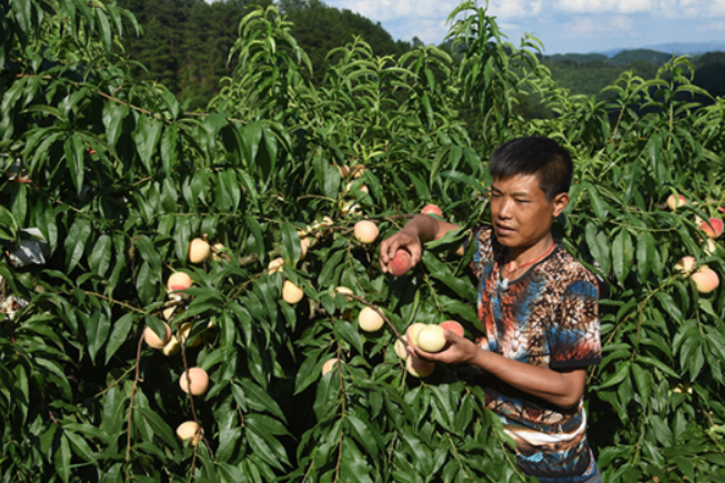 富硒 蔬菜 种植(富硒蔬菜的标准)-硒宝网