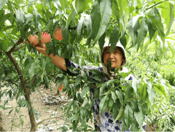 富硒 蔬菜 种植(富硒蔬菜的标准)-硒宝网