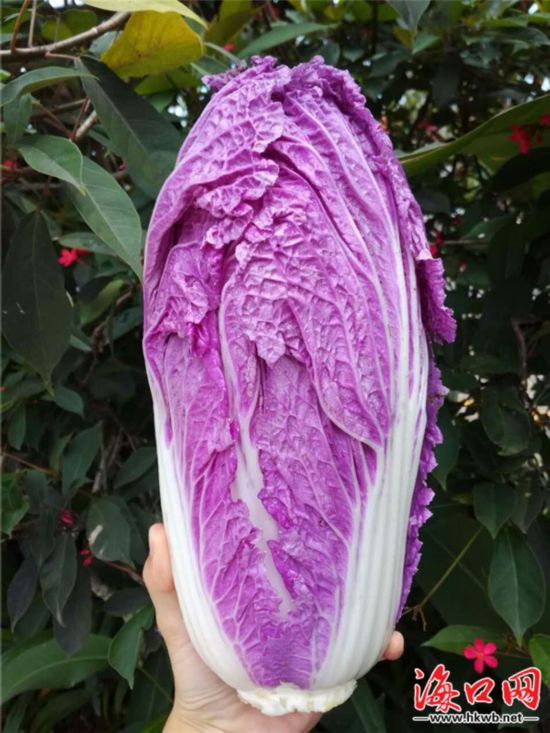 瓜果蔬菜富硒标准（富硒蔬菜的国家标准值）-硒宝网