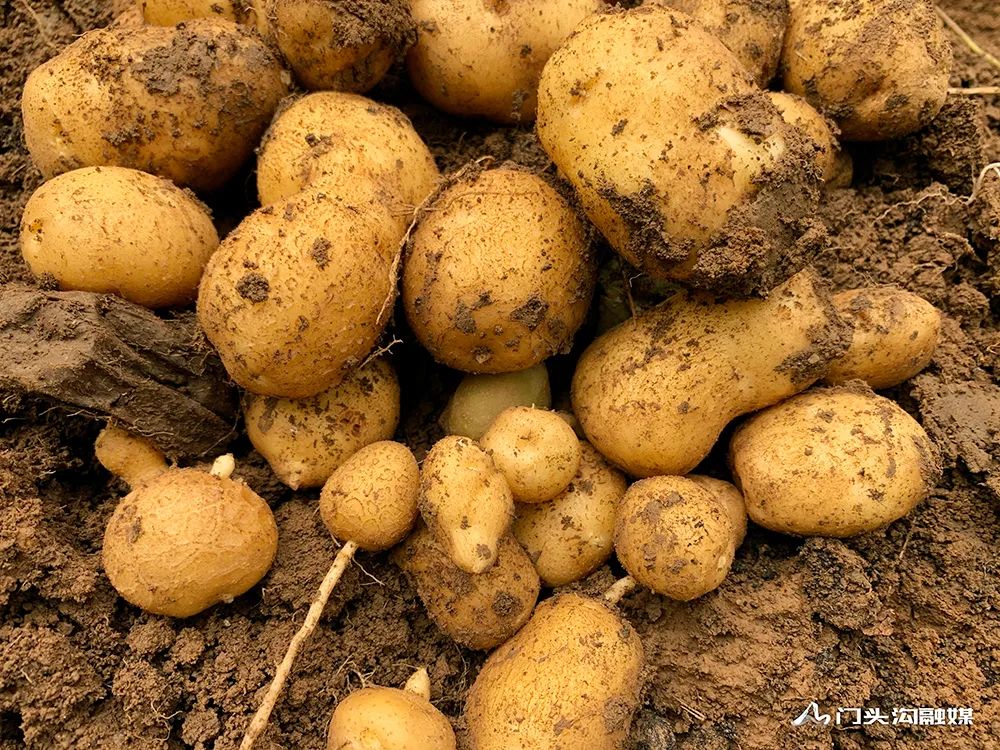 青海的富硒 蔬菜(青海蔬菜富硒有哪些)-硒宝网