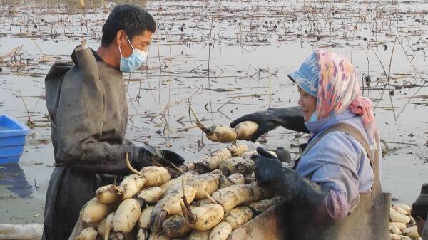 张店富硒蔬菜采摘(淄川富硒采摘园)-硒宝网