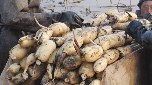 张店富硒蔬菜采摘(淄川富硒采摘园)-硒宝网