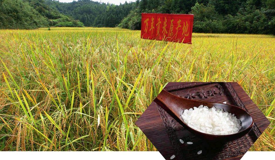 富硒产业江西蔬菜(江西富硒产业园)-硒宝网