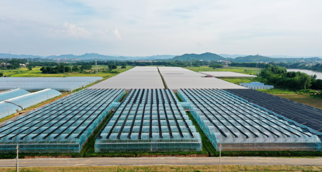 富硒瓜果蔬菜标准（蔬菜瓜果标准富硒含量）-硒宝网