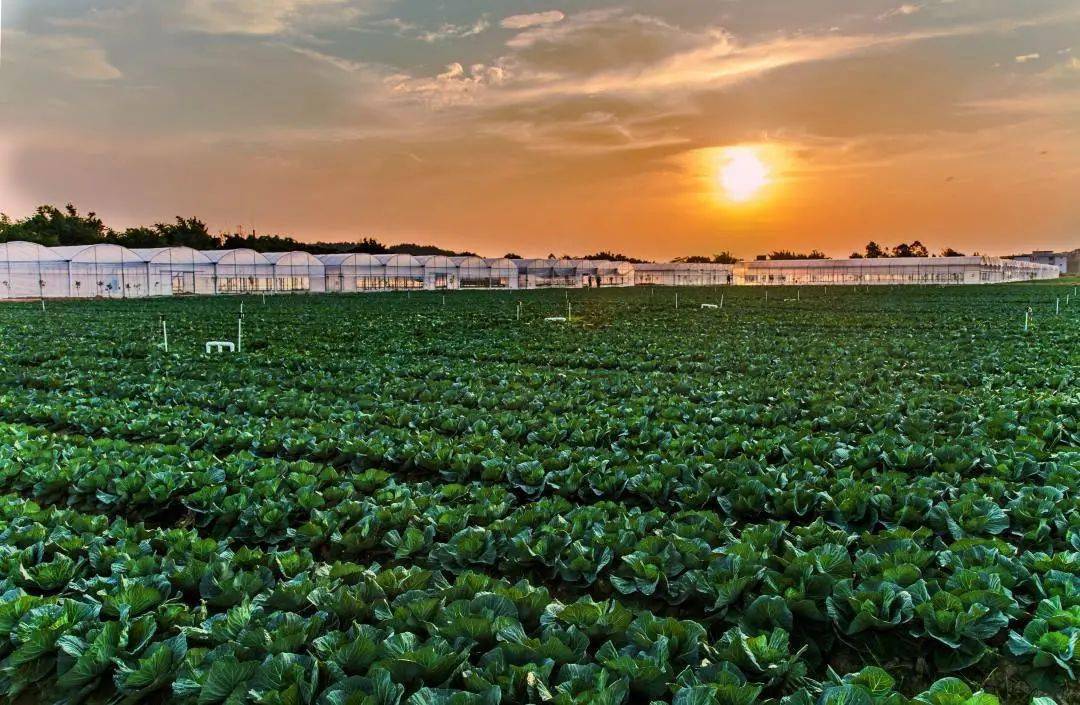 赣州富硒蔬菜报道（于都富硒蔬菜）-硒宝网