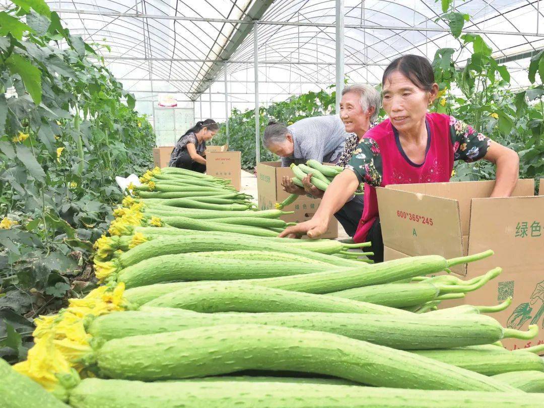 赣州富硒蔬菜报道（于都富硒蔬菜）-硒宝网