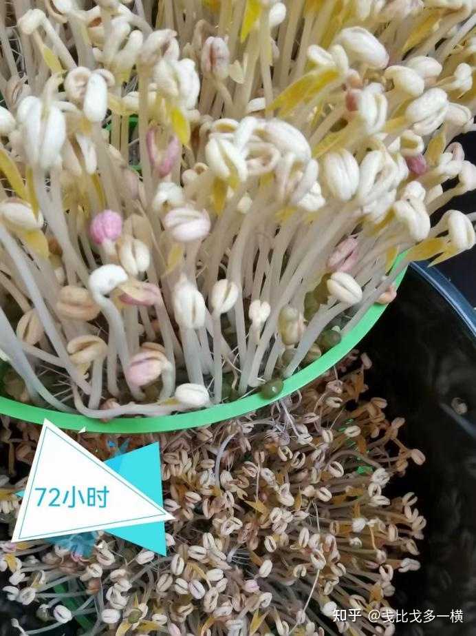 水上种植富硒蔬菜(富硒水培蔬菜)-硒宝网