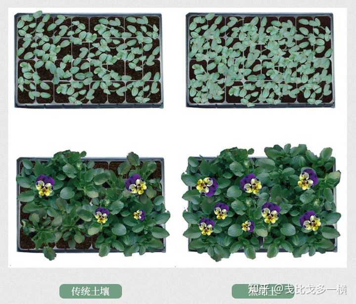 水上种植富硒蔬菜(富硒水培蔬菜)-硒宝网