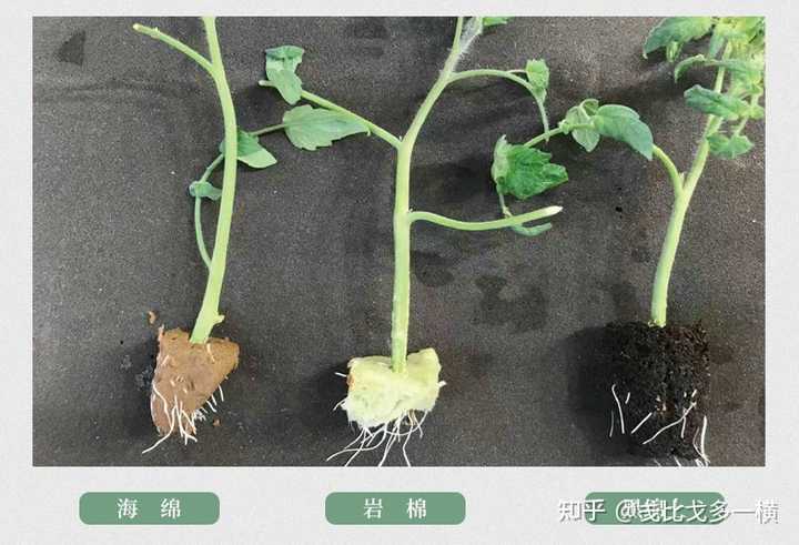 水上种植富硒蔬菜(富硒水培蔬菜)-硒宝网