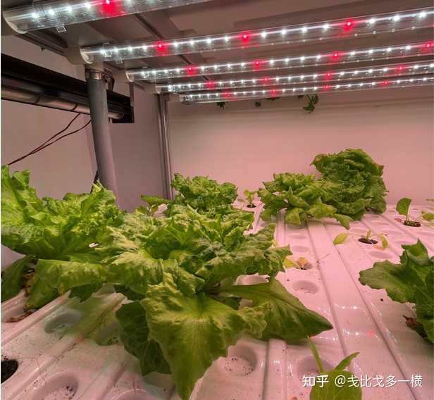 水上种植富硒蔬菜(富硒水培蔬菜)-硒宝网