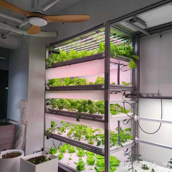 水上种植富硒蔬菜(富硒水培蔬菜)-硒宝网