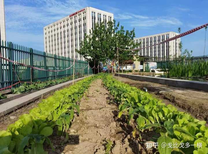 水上种植富硒蔬菜(富硒水培蔬菜)-硒宝网