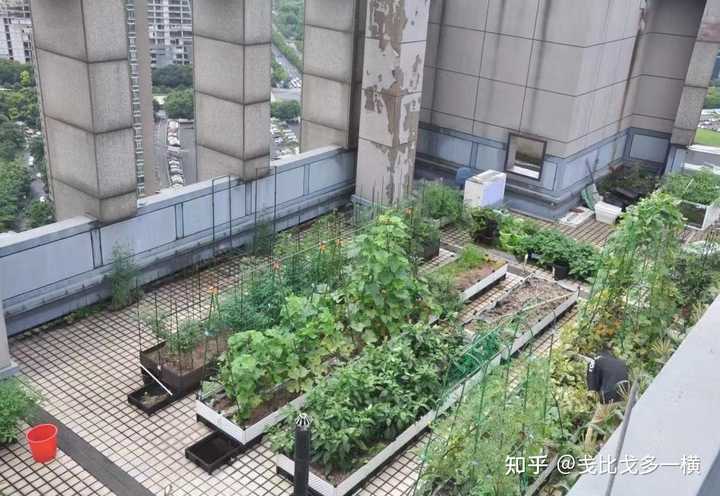 水上种植富硒蔬菜(富硒水培蔬菜)-硒宝网