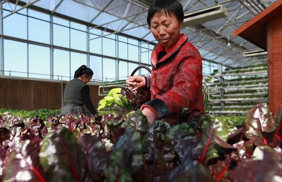 富硒水培蔬菜盆景（什么是富养水培蔬菜）-硒宝网