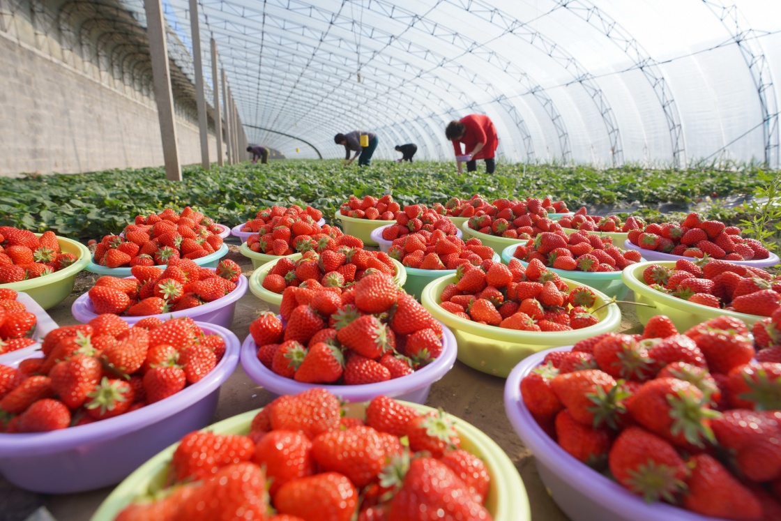 富硒水培蔬菜盆景（什么是富养水培蔬菜）-硒宝网