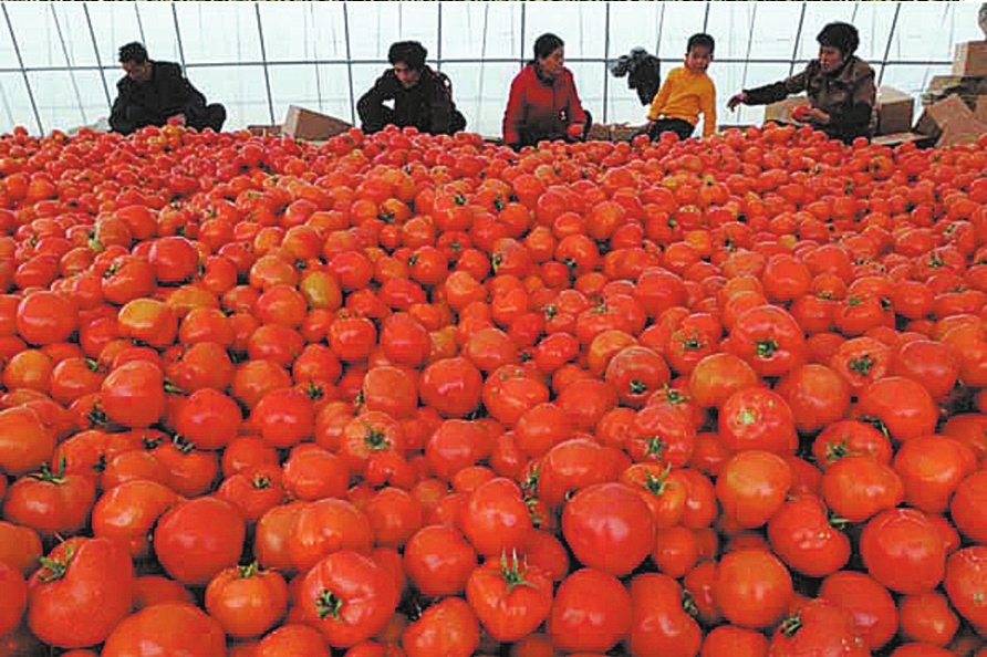 富硒水培蔬菜盆景（什么是富养水培蔬菜）-硒宝网