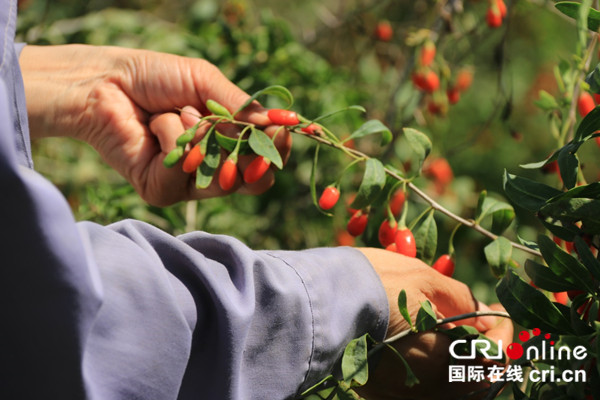 宁夏蔬菜富硒标准（富硒蔬菜硒含量国家标准）-硒宝网