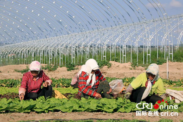 宁夏蔬菜富硒标准（富硒蔬菜硒含量国家标准）-硒宝网