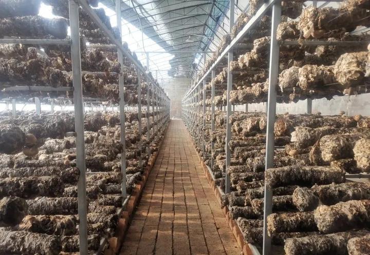 富硒蔬菜大棚基地(蔬菜大棚示范基地)-硒宝网