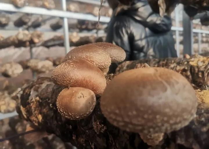 富硒蔬菜大棚基地(蔬菜大棚示范基地)-硒宝网