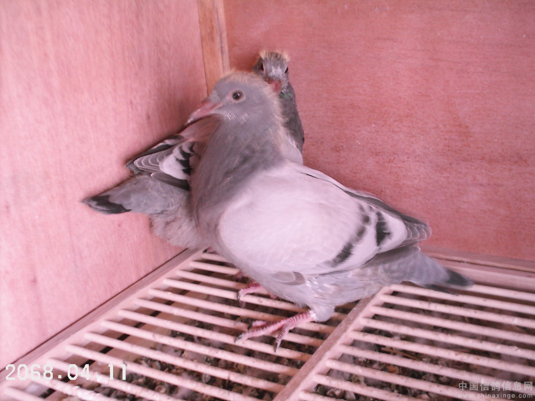 北京富硒有机蔬菜(富硒蔬菜多少钱一斤)-硒宝网