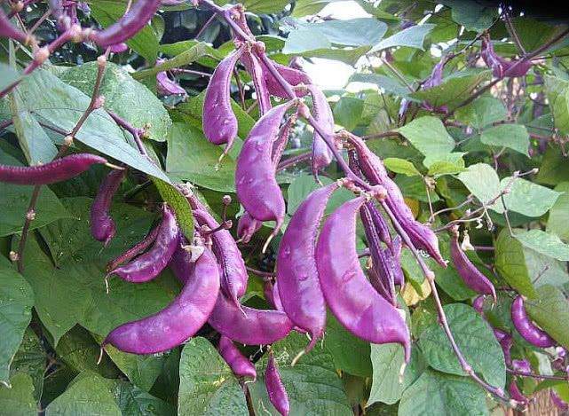 赣县富硒蔬菜状况（富硒蔬菜的国家标准值）-硒宝网