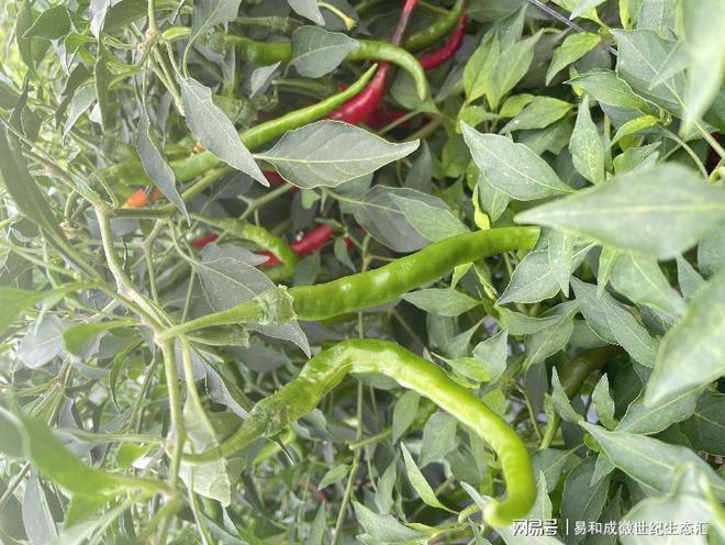 富硒土壤种植蔬菜（蔬菜种植土壤富硒的作用）-硒宝网