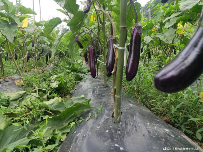 富硒土壤种植蔬菜（蔬菜种植土壤富硒的作用）-硒宝网