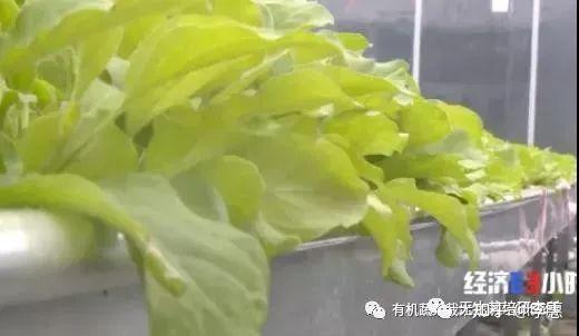 青海平安富硒蔬菜(青海硒源富硒农牧开发有限公司)-硒宝网