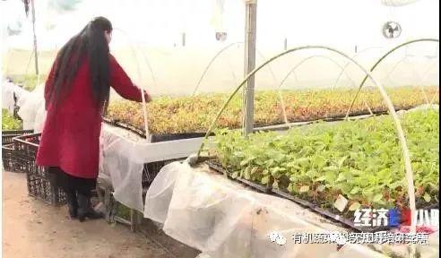 青海平安富硒蔬菜(青海硒源富硒农牧开发有限公司)-硒宝网