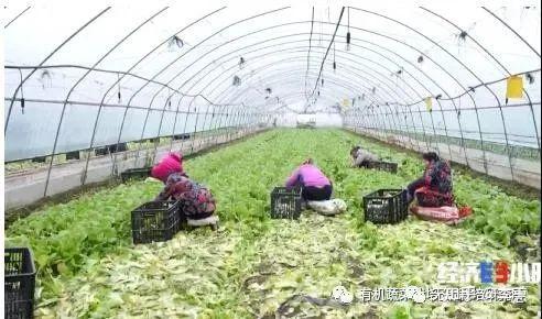 青海平安富硒蔬菜(青海硒源富硒农牧开发有限公司)-硒宝网