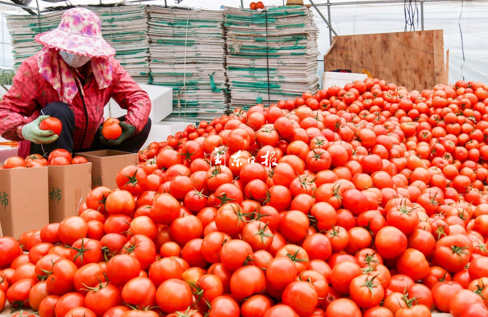 有机富硒蔬菜采摘(采摘蔬菜机富硒有哪些品种)-硒宝网