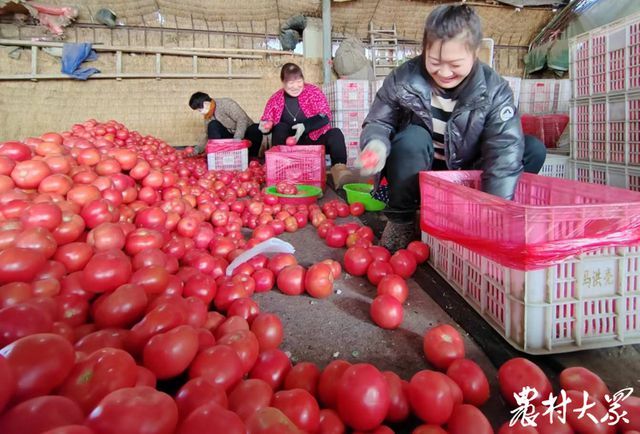 有机富硒蔬菜采摘(采摘蔬菜机富硒有哪些品种)-硒宝网